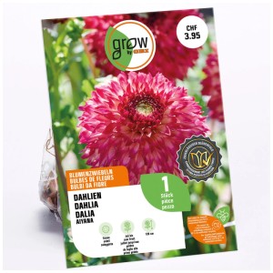 GROW by OBI Dalia Aiyana, fiore fimbriata rosa-rosso come bulbo.