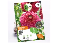 GROW by OBI Dahlia Fimbriata Aiyana Rose/Rouge