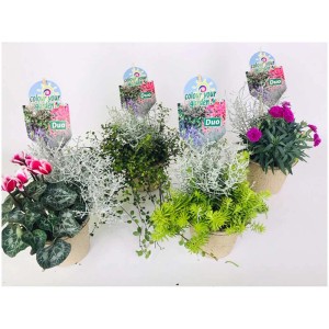 Plants de parterre Colour your Garden Pure Nature en pot, différents types et couleurs.