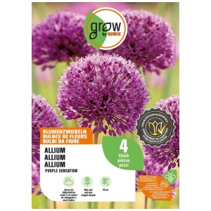 Ail d'ornement GROW by OBI Purple Sensation, 4 pièces, globes de fleurs violettes.