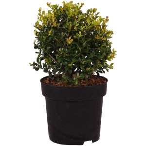 Agrifoglio giapponese 'Golden Gem' a forma di palla in vaso. Sempreverde, foglie giallo-verdi, crescita compatta.