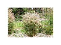 Chinaschilf Miscanthus sinensis in Sorten Topf 6 l / 1 Stk. Chinaschilf Miscanthus sinensis in Sorten Topf 6 l / 1 Stk.