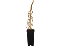 GROW by OBI Bio Kiwi Solo Actinidia selbstfruchtend Topf 2 l / Höhe 20 - 30 cm