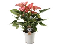 Flamingoblume Anthurium andreanum Streif Livium Rot Topf Ø ca. 14 cm Flamingoblume Anthurium andreanum Streif Livium Rot Topf Ø ca. 14 cm