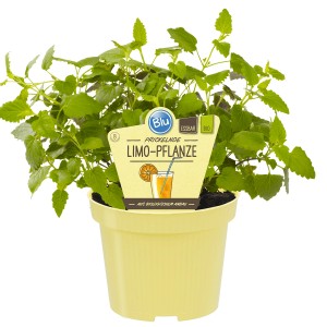 Blu Agastache mexicaine en pot, herbe culinaire comestible aux arômes de citron et d'anis.