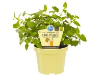 Mexikanische Duftnessel Topf-Ø ca. 12 cm Agastache