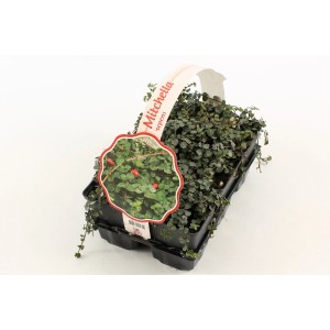 Coprisuolo Mitchella Repens in vaso vivaio, pianta sempreverde.