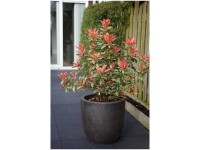 Glanzmispel Pink Crispy Photinia Topf Ø 31 cm / Höhe 80 - 100 cm