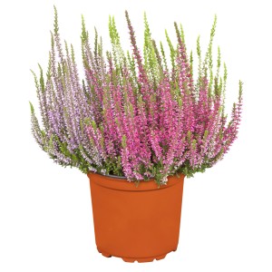 Bruyère Gardengirls Trio en pot, couleurs variées.
