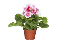 Becherprimel Sweet Kisses Duo zweifarbig Primula obconica Topf Ø 12 cm