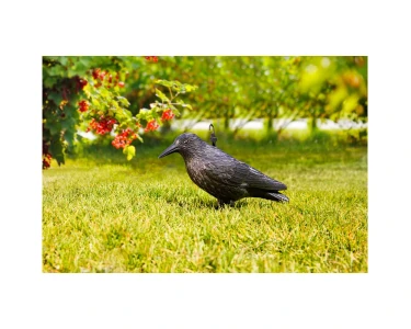 Windhager Gartenfigur Rabe Schwarz 37 cm kaufen bei OBI
