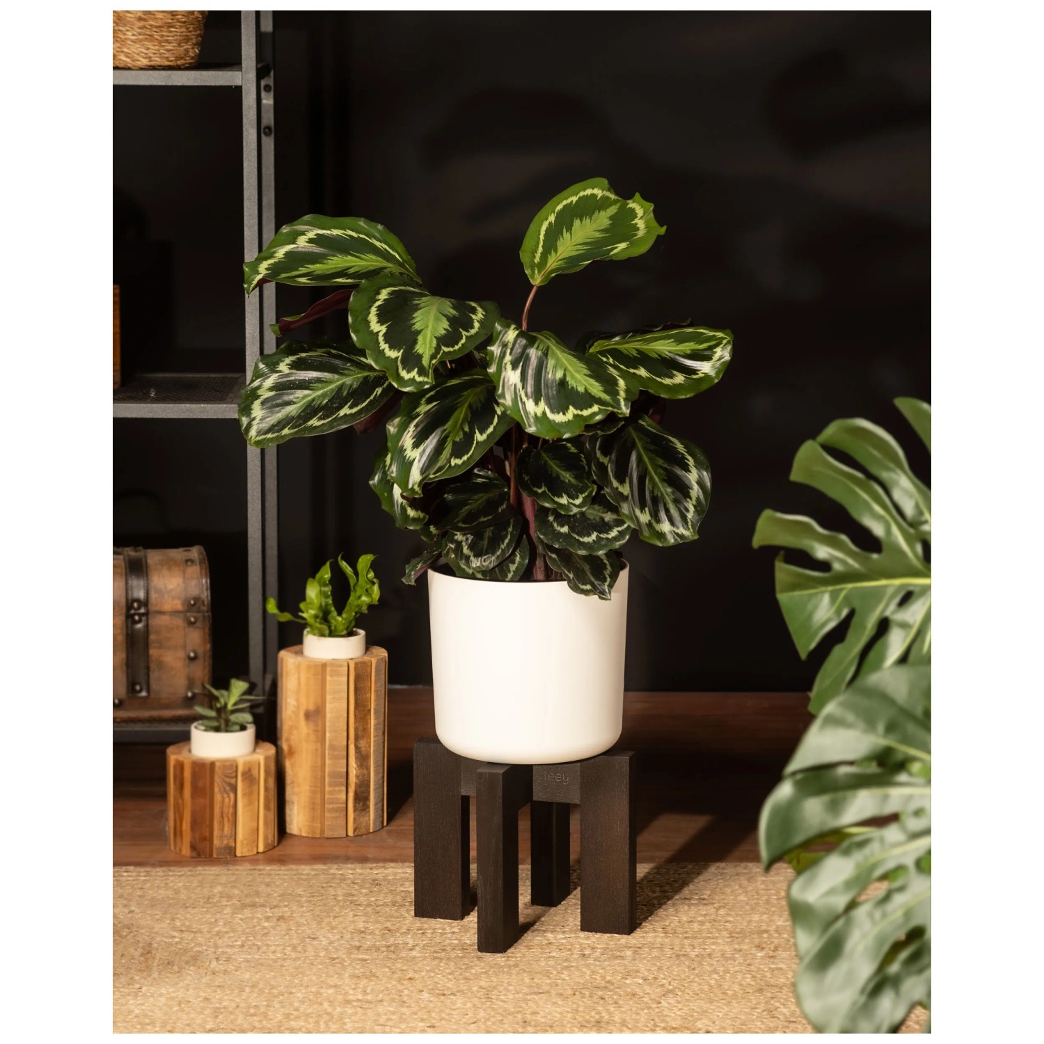 Feey Grosse Calathea Roseopicta Hhe 50 - 60 cm