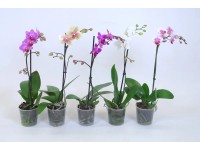 Schmetterlingsorchidee Phalaenopsis 1-Trieber verschiedene Farben Topf Ø 9 cm / Schmetterlingsorchidee Phalaenopsis 1-Trieber verschiedene Farben Topf Ø 9 cm /