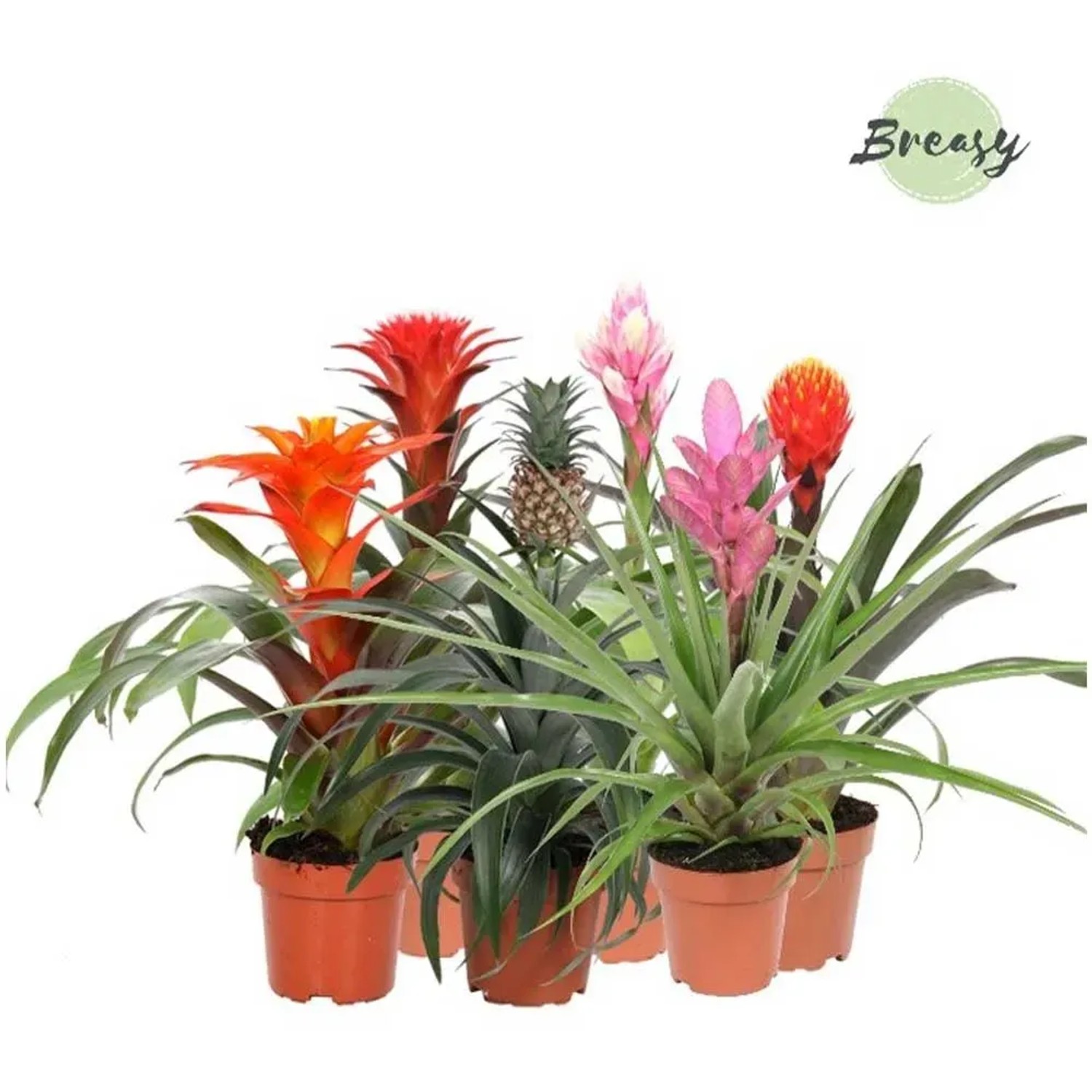 Tillandsien & Bromelien kaufen und bestellen bei OBI