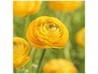 Grow by OBI Ranunkeln Asiaticus Yellow 15 Stk. Grow by OBI Ranunkeln Asiaticus Yellow 15 Stk.