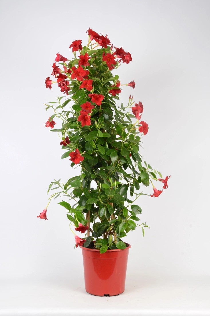 Dipladenia mix am Pyramide kaufen bei OBI