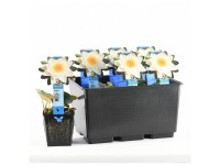 Seerose Alba Weiss Topf Ø 11 cm / 1 Stk.