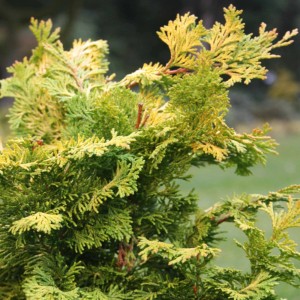 Cipresso a conchiglia dorato 'Rashahiba' in vaso, conifera per aiuole e vasi.