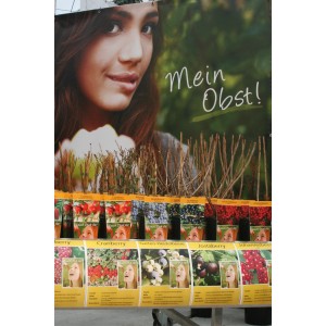 Arbusti di bacche di vari colori, vaso da 2 l, diverse varietà in offerta.