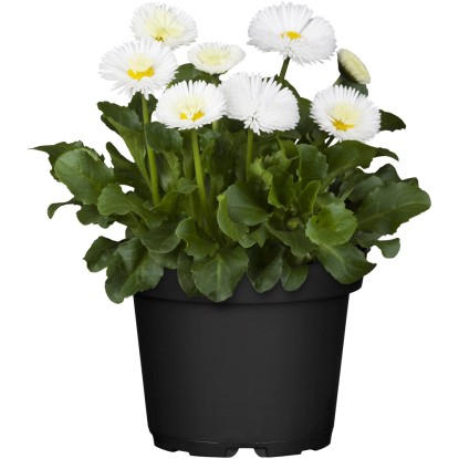 Tausendschön Habanera Bellis perennis Topf Ø 12 cm kaufen bei OBI