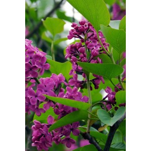 Primo piano del Lillà Redwine (Syringa villosa) in fiore con fiori blu-viola.