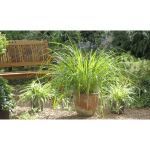 Blu Citronnelle Bio en pot (Ø 12cm) dans jardin, avec banc et autres plantes.