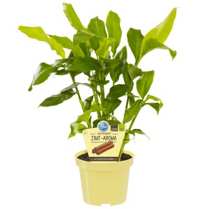 Cannelle Blu en pot (env. 12 cm Ø), feuilles vertes. Herbes aromatiques pour la cuisine et l'intérieur.
