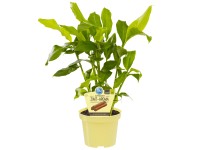 Zimtpflanze Topf-Ø ca. 12 cm