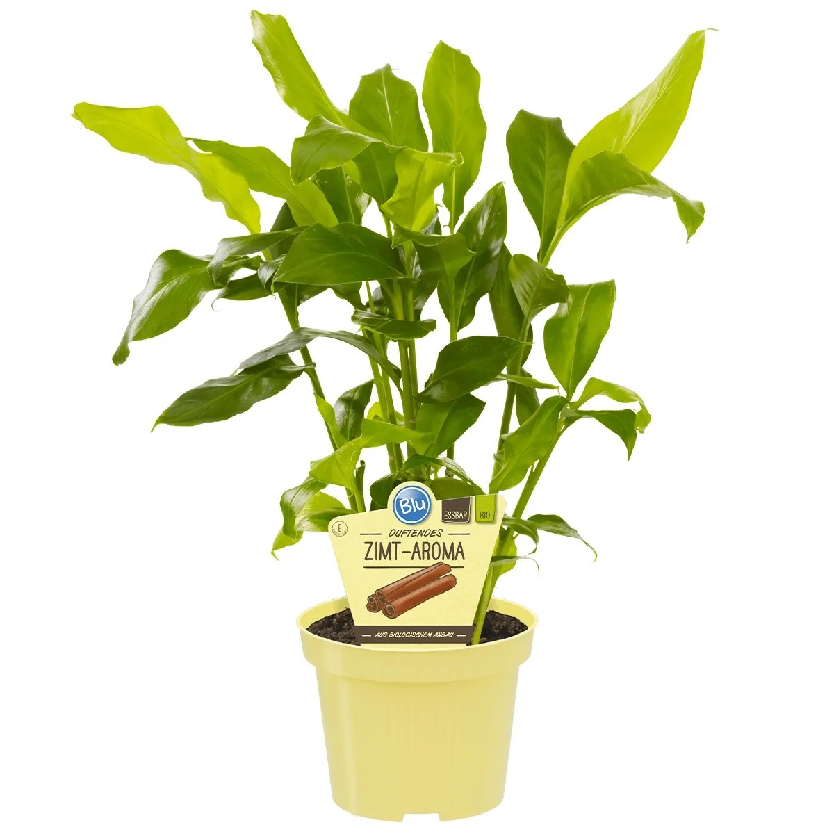 flaxseed plants Wild Blue Flax Seeds (Linum lewisii)