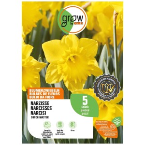 Narciso giallo Dutch Master, bulbo da fiore di GROW by OBI, alto 45 cm.