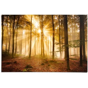 Maxiposter "Enlightened Forest" (61x91,5 cm): Wald mit Sonnenstrahlen, stimmungsvolles Natur-Poster.