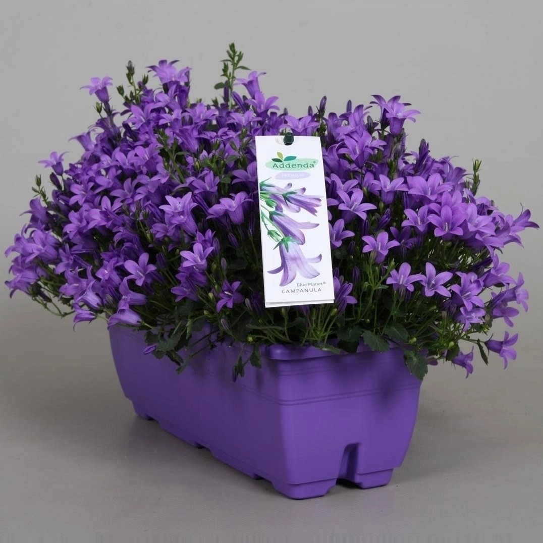 Campanula Ambella Purple kaufen bei OBI