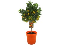 Calamondinorange Citrus Calamondino Topf Ø 21 cm