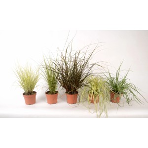 Diverses laîches de Nouvelle-Zélande (Carex comans) en pot, dont Frosted Curls, pour jardin et terrasse.
