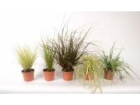 Neuseeland-Segge Frosted Curls Carex comans Topf Ø 17 cm Neuseeland-Segge Frosted Curls Carex comans Topf Ø 17 cm