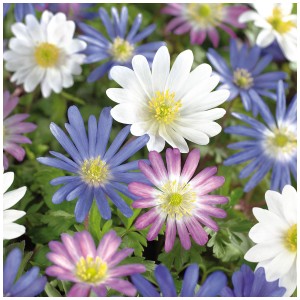 Mélange d'anémones Blanda : Fleurs blanches, bleues et roses, idéales pour massifs et bordures.