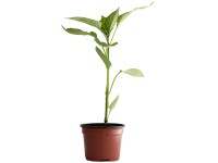 Peperoni Gelb Bio Topf Ø 9 cm