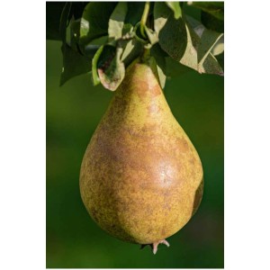 Pera nana matura Dr. Joaquina sull'albero, frutto giallo-verde con fogliame.