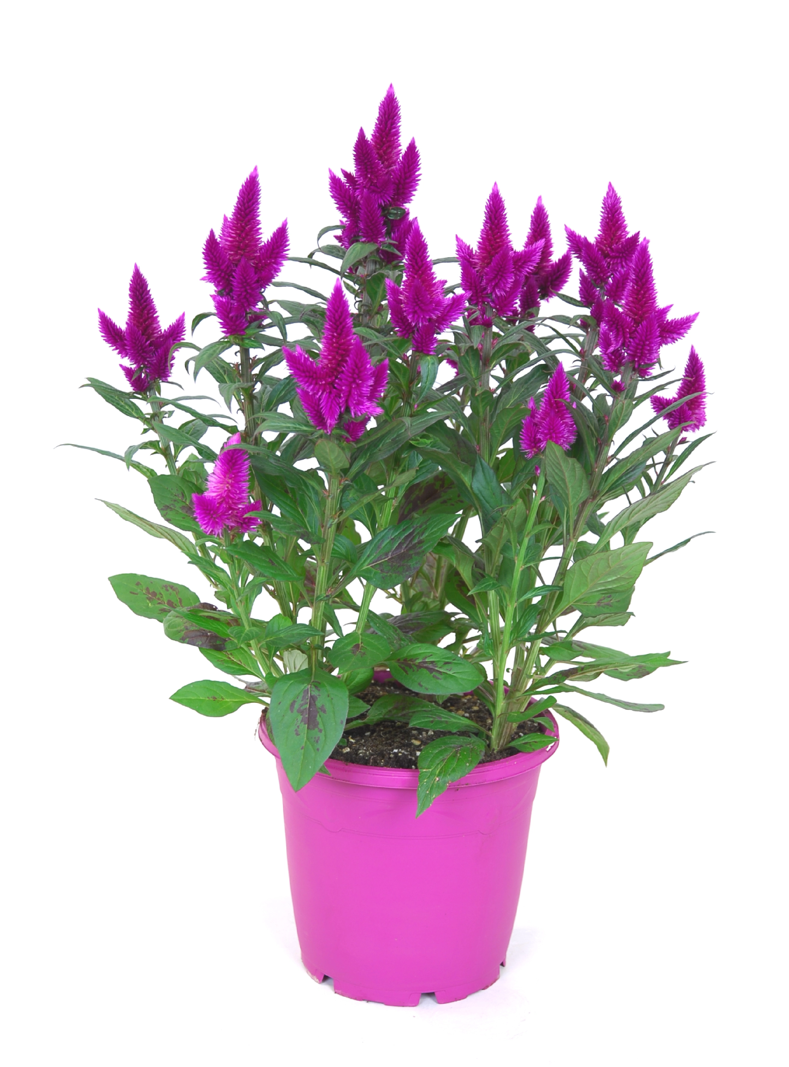 Fiore Tropicale - Celosia Gigante