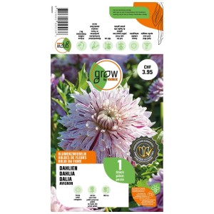 GROW by OBI Dalia Avignon, fiore a strisce crema e bordeaux. Bulbo da fiore per aiuole e vasi.