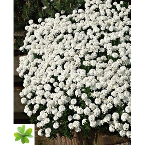 Iberis sempervirens da giardino resistente con fiori bianchi come copertura del suolo.