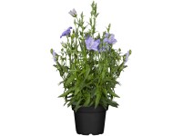 GROW by OBI Glockenblume Campanula persicifolia Blau Topf Ø 19 cm