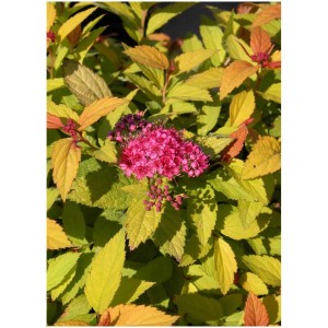 Spirea nana Spiraea japonica Magic Carpet con fiori rosa e fogliame giallo-arancio.
