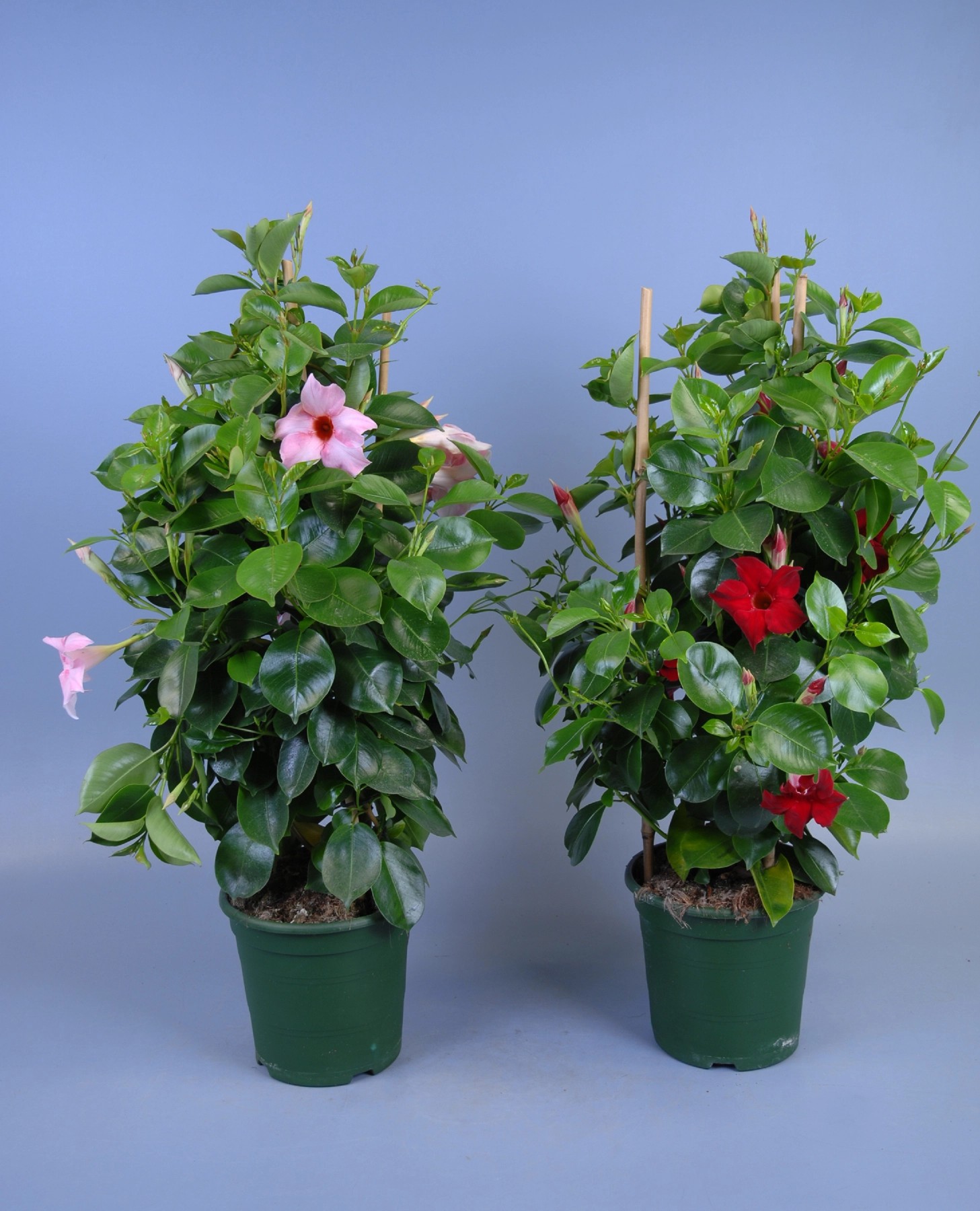 Dipladenia Sundaville Pyramide Mix kaufen bei OBI