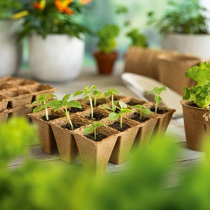 Pots de semis carrés 4x4 cm avec jeunes plants, lot de 36 pièces pour la culture des plantes.