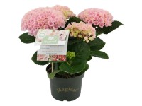 Hortensie Magical Hydrangea macrophylla Topf Ø 10 cm / Höhe ca. 30 - 40 cm