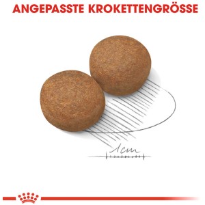 Zwei Kroketten Royal Canin Maxi Adult 5+ Trockenfutter für große Hunde.