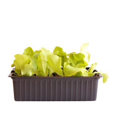 Kopfsalat Winter Bio 12er Schale