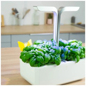 Trappole adesive a farfalla gialla Véritable in giardino di erbe aromatiche, per il controllo dei parassiti.