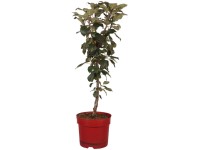 Säulenapfel Gold Lane Malus domestica Topf 7,5 l